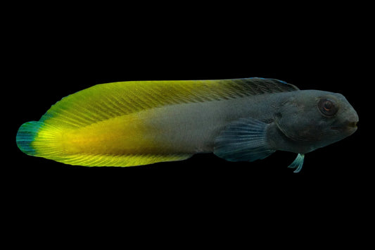 Flame tail BLENNY