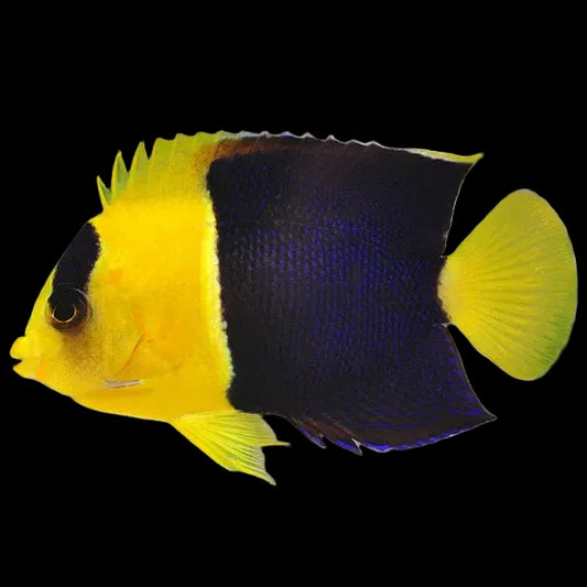 Bicolor Angel Pygmy large