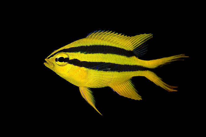Black and gold chromis