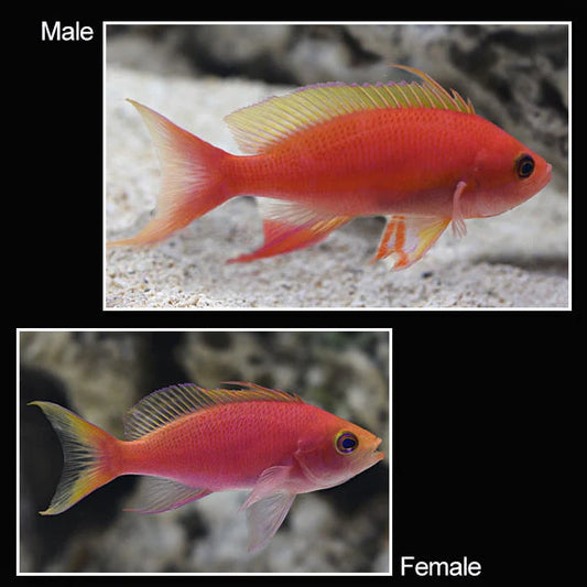 goldie resplendent anthias FEMALE