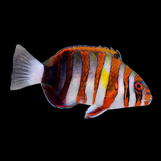 Harlequin tusk