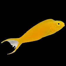 Canary BLENNY