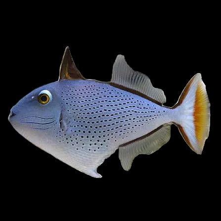 Sargassum trigger XL