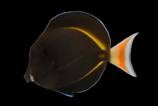 Achilles Tang Hybrid (Achilles Tang x Gold Rim Tang)