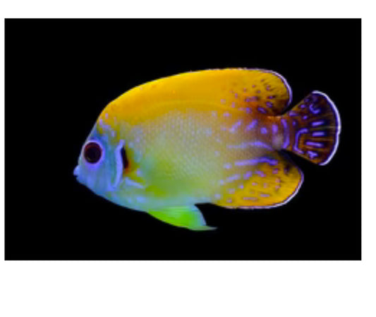 Lemon peel black tail hybrid angelfish