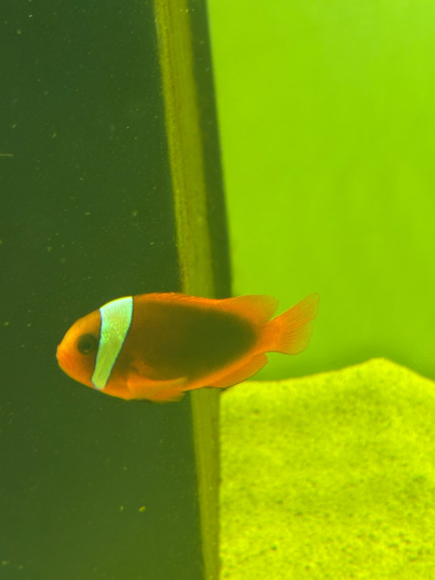 Tomato Clownfish