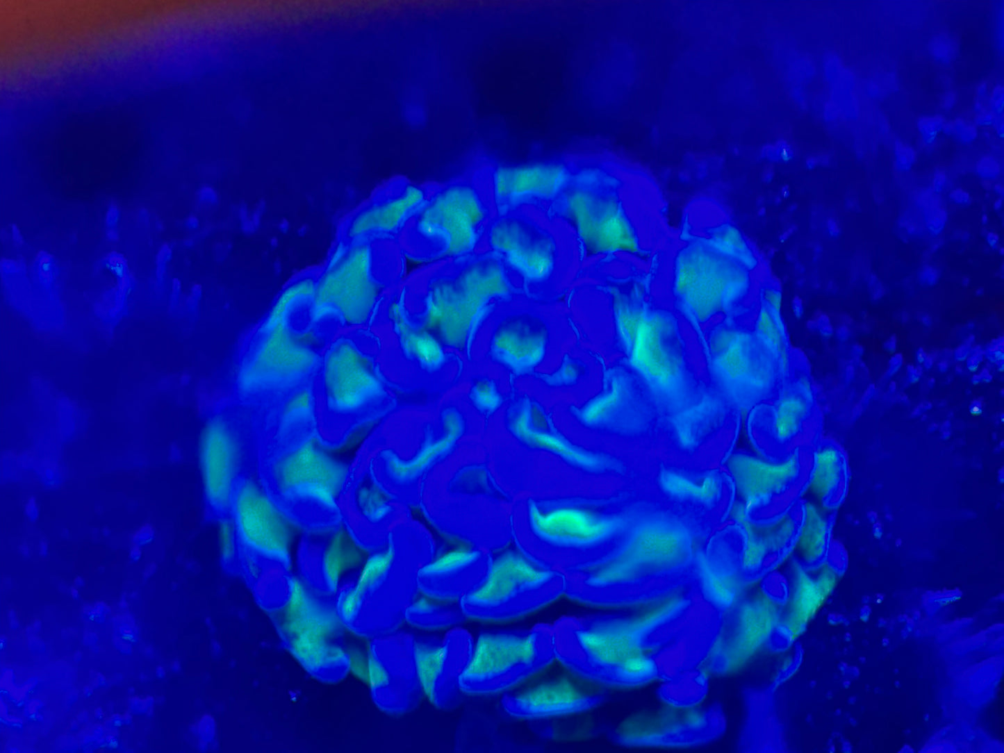 Biota Bicolor Wall Hammer