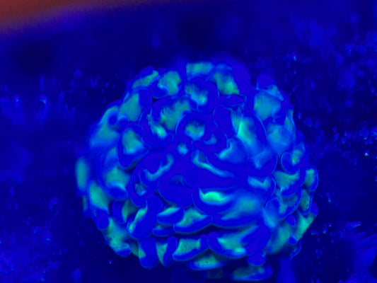 Biota Bicolor Wall Hammer