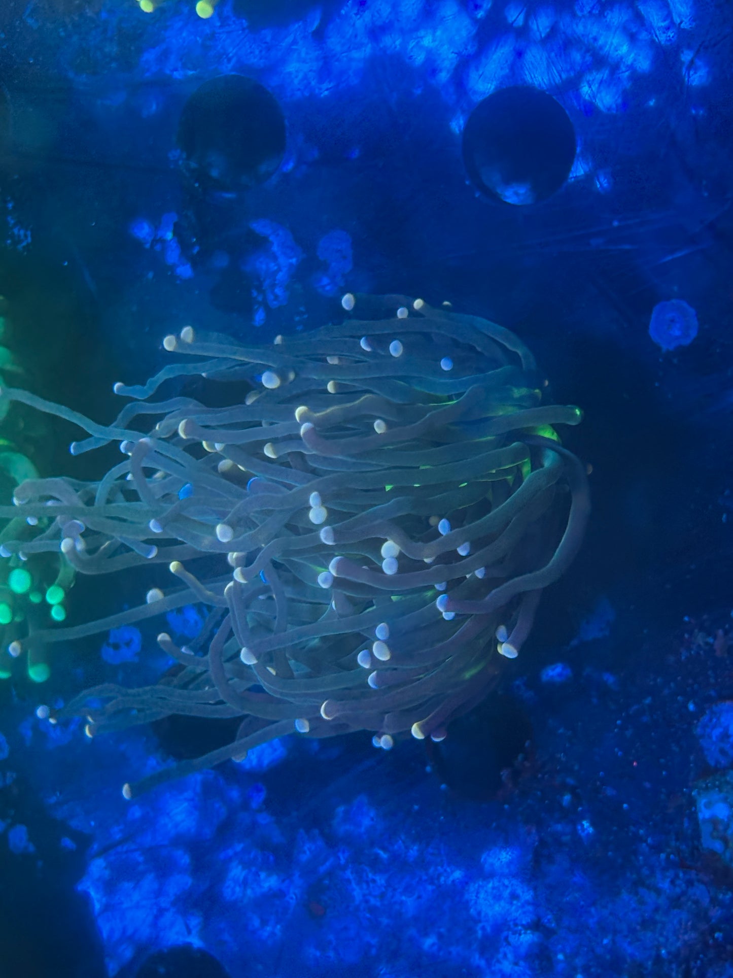 Joker torch splitting head