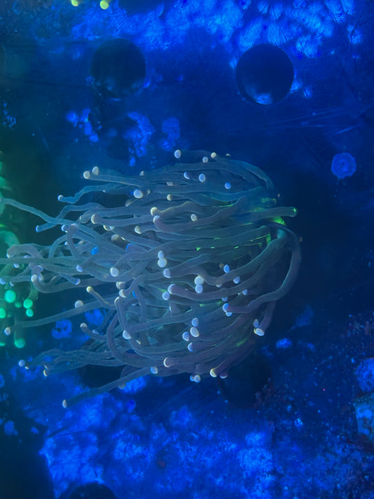 Joker torch splitting head