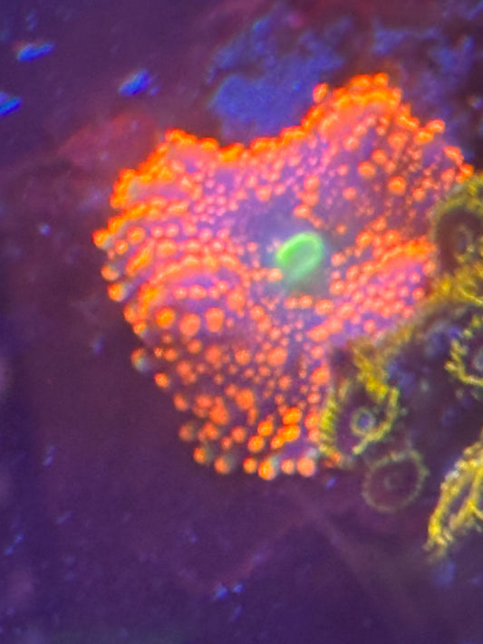 Red Ricordea yuma mushroom