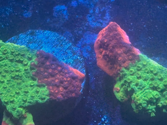 Nuclear fusion grafted montipora