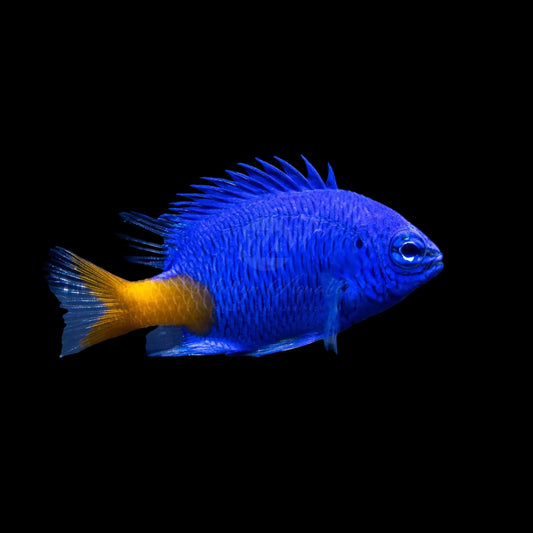 Yellowtail Damsel
