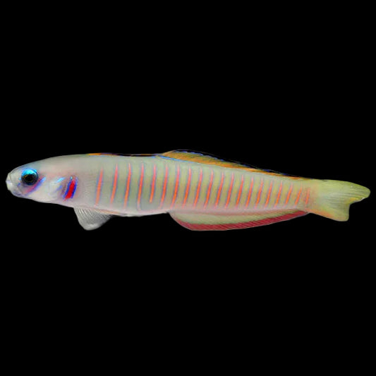 Zebra bar Goby