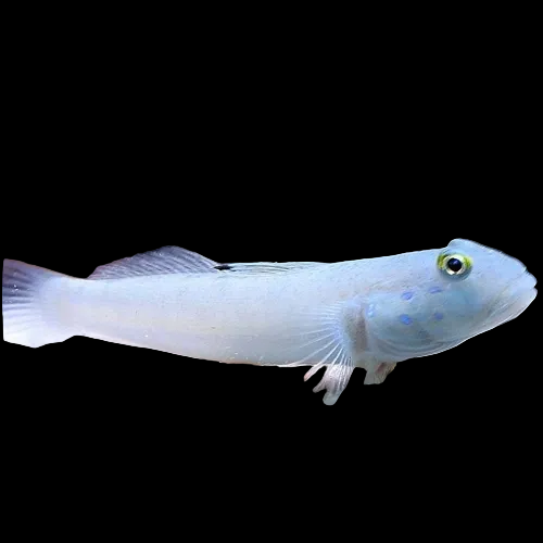 blue dot sleeper goby