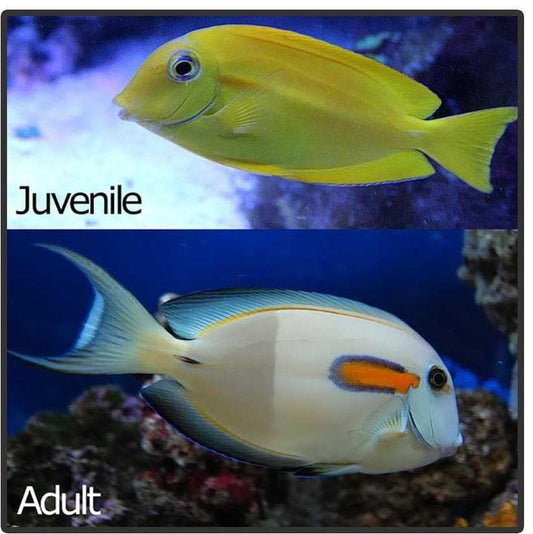 Orange Shoulder Tang Juv. SM