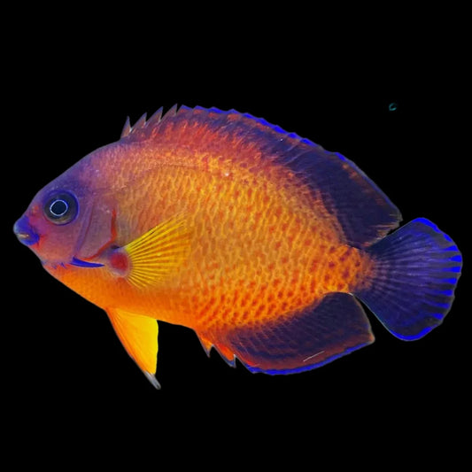Lautoka orange Coral Beauty Angel L