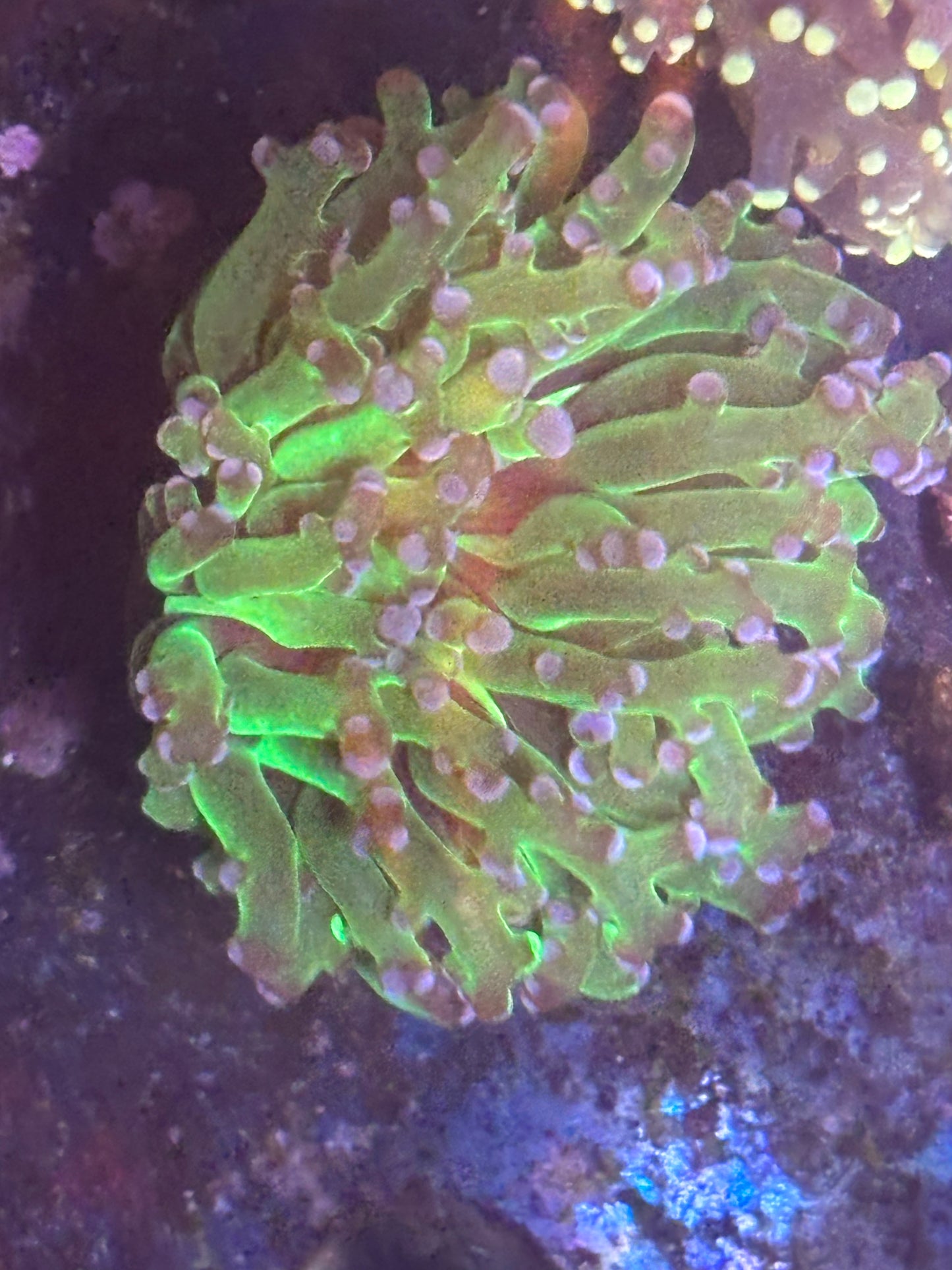 Neon green frogspawn