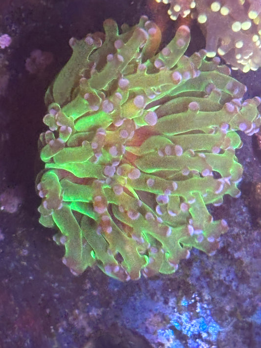 Neon green frogspawn