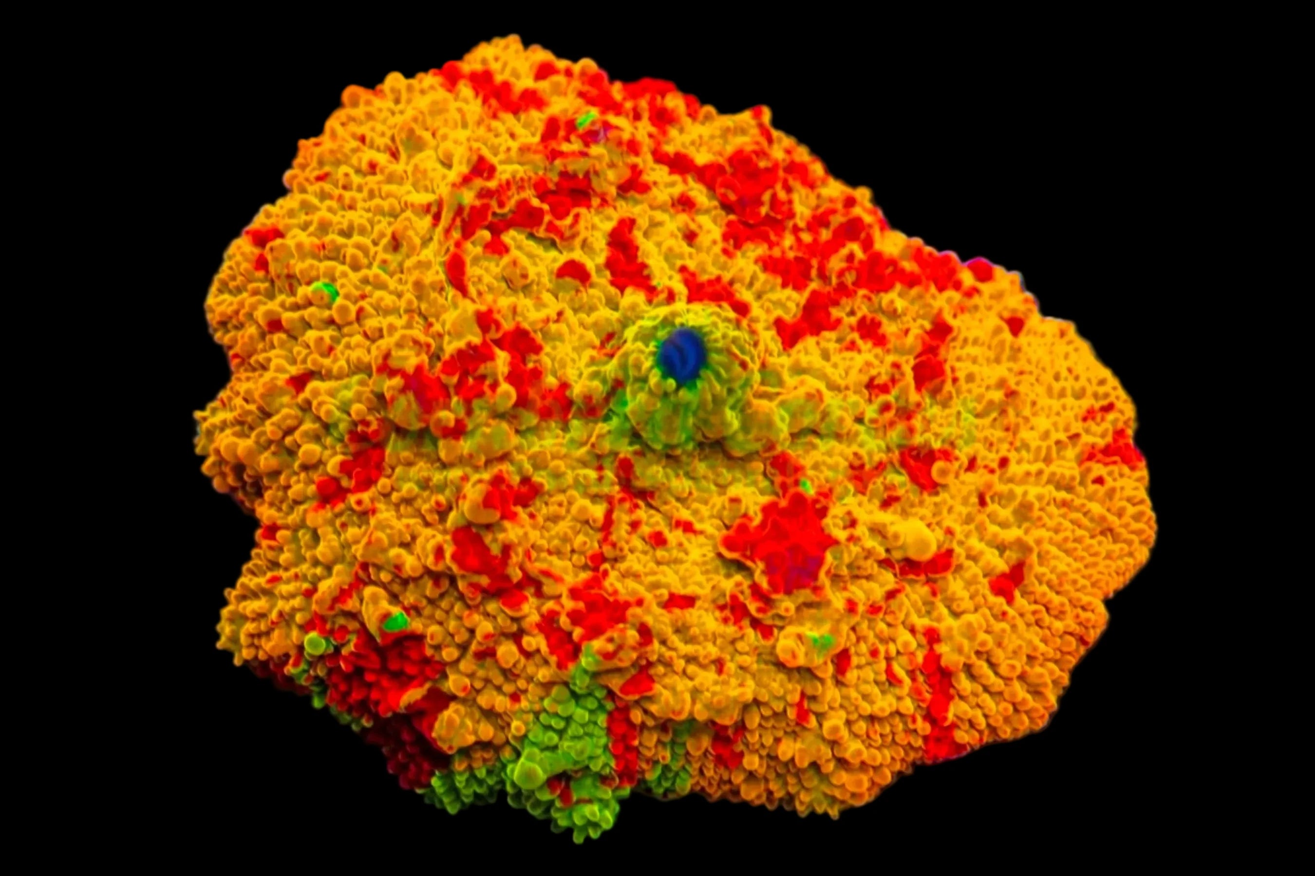 Atlantis Coral Reef Supply. Fish store, aquarium installation and maintenance services.