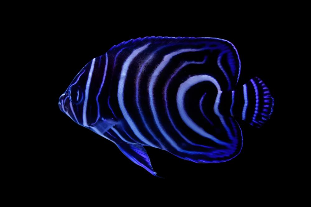 Koran Angelfish (juvenile)