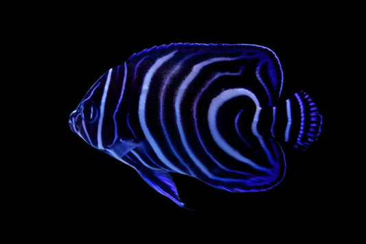 Koran Angelfish (juvenile)