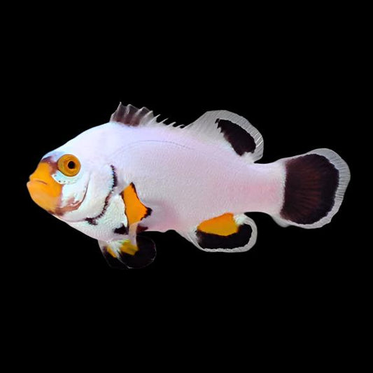 platinum clownfish