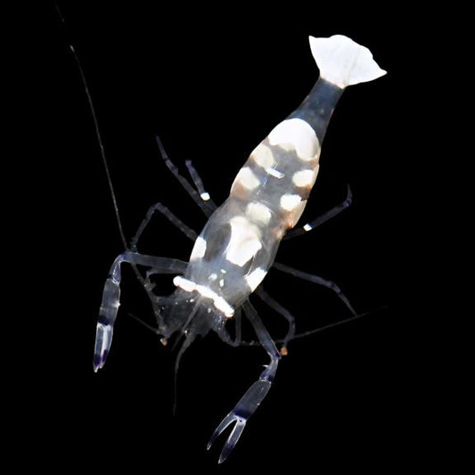 Anemone Clown Shrimp