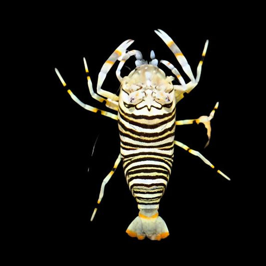 Bumblebee Shrimp