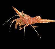 Camel Shrimp