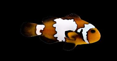 Blacker Ice Clownfish