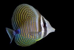 Desjardini Sailfin Tang