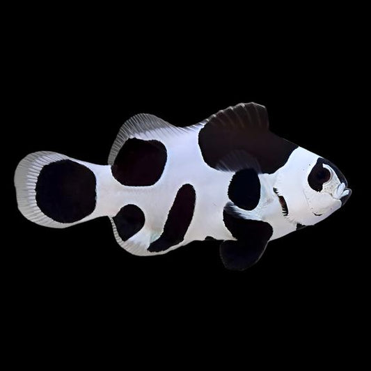 Black Storm Clownfish