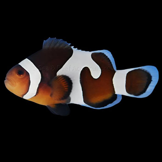 Mocha Gladiator/DaVinci Clownfish