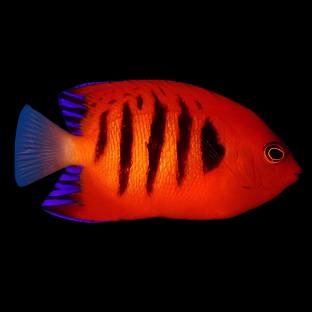 Flame Dwarf Angelfish
