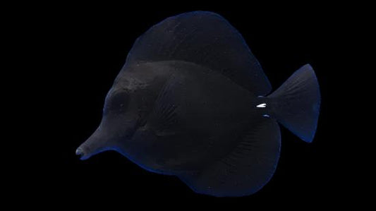 Black Longnose Tang