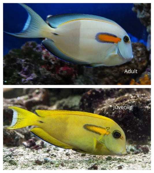 Orange Shoulder Tang