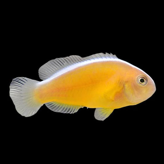 Orange Skunk Clownfish