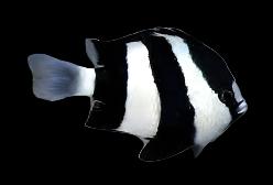 Three Striped Damselfish