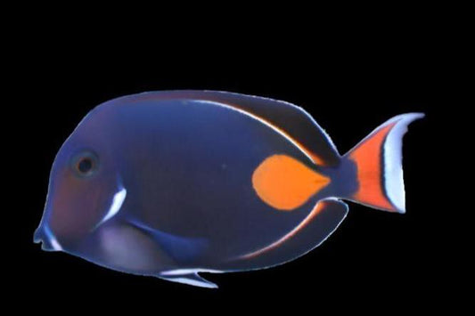 Achilles Tang