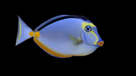 Naso Tang
