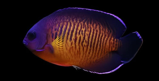 Coral Beauty Angelfish