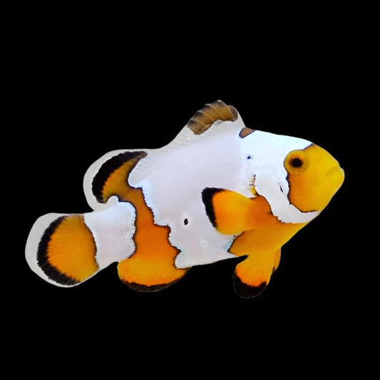 Premium Snowflake Clownfish