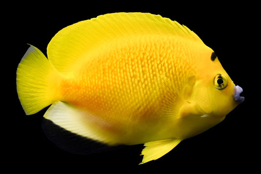 Flagfin Angelfish