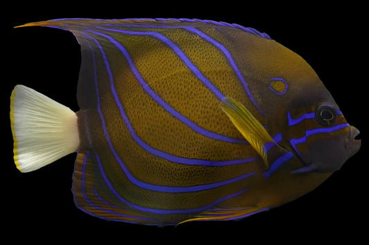 Annularis Angelfish