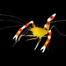 Coral Banded Shrimp: Gold