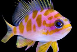 Borbonius (Blotchy) Anthias