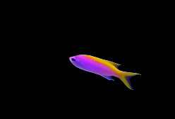 Evansi Anthias (male)