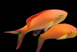 Ignitus Anthias (female)