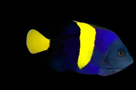 Asfur Angelfish